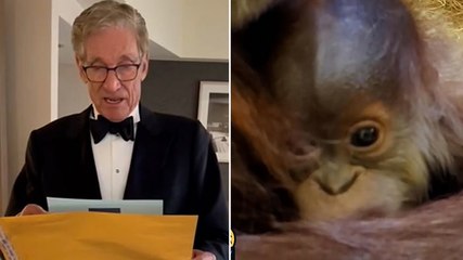 ‘You are the father’: Maury Povich delivers orangutan’s paternity results for Denver Zoo