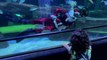 Scuba diving Santa surprises aquarium visitors by swimming with sharks