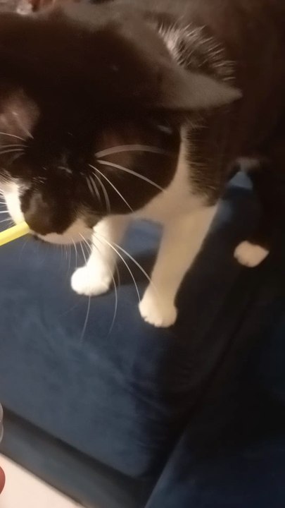 my cat