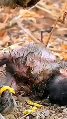 Mother left newborn baby on the ground #shorts (1280p_25fps_H264-192kbit_AAC)