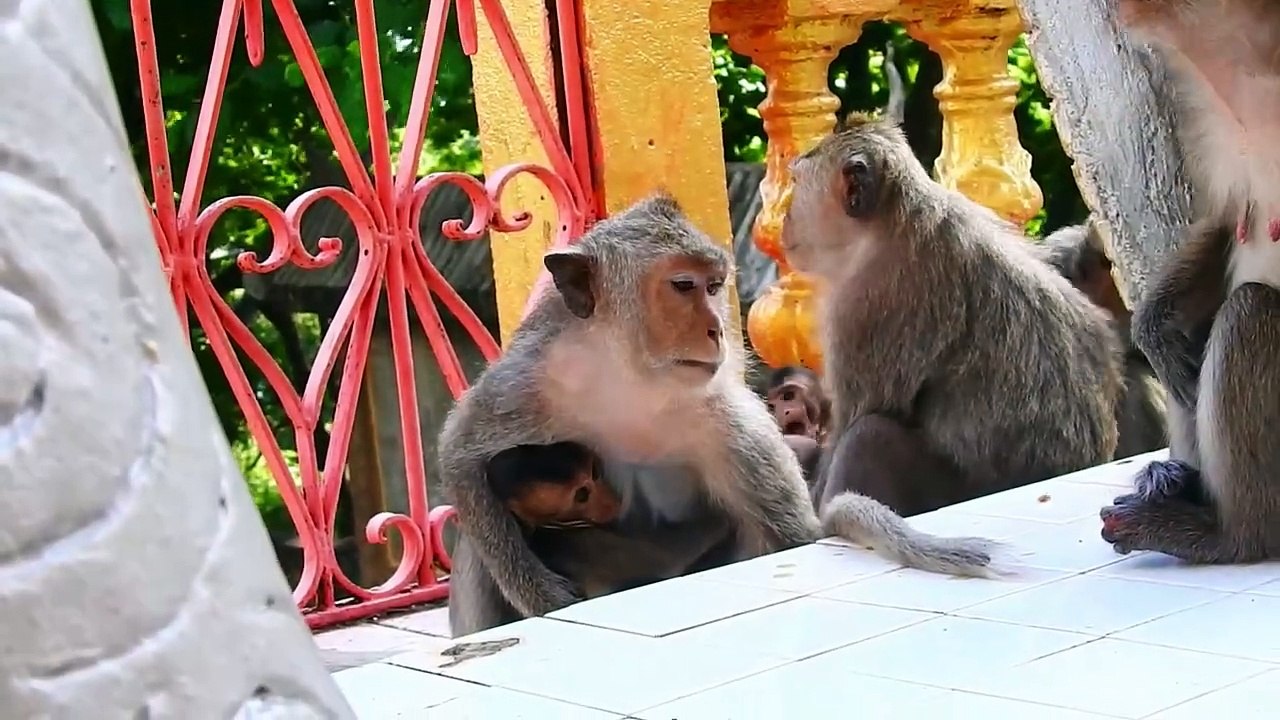 Mother Malika Feel Afraid Beaten from Other Monkey (720p_25fps_H264-192kbit_AAC)