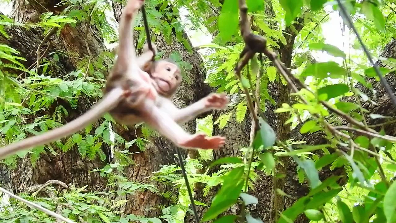 Mother Barry and Mekala Look Babies Playing on the tree, Bella Very Actively (720p_25fps_H264-192kbit_AAC)