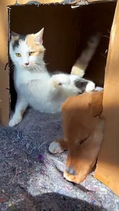 Cat to steal dog♥️❤️