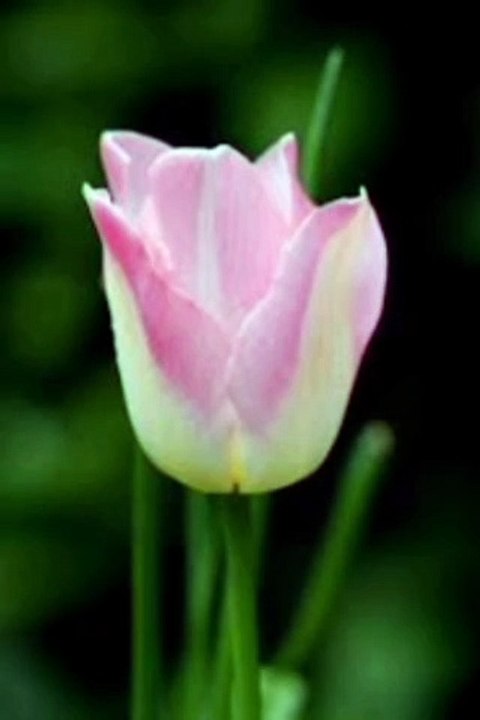 Fleurs 2