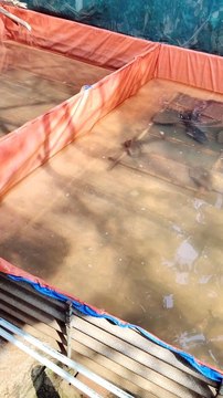 Alhamdulillah pemijahan induk lele berlangsung sempurna, air bekas pemijahan tidak dibuang