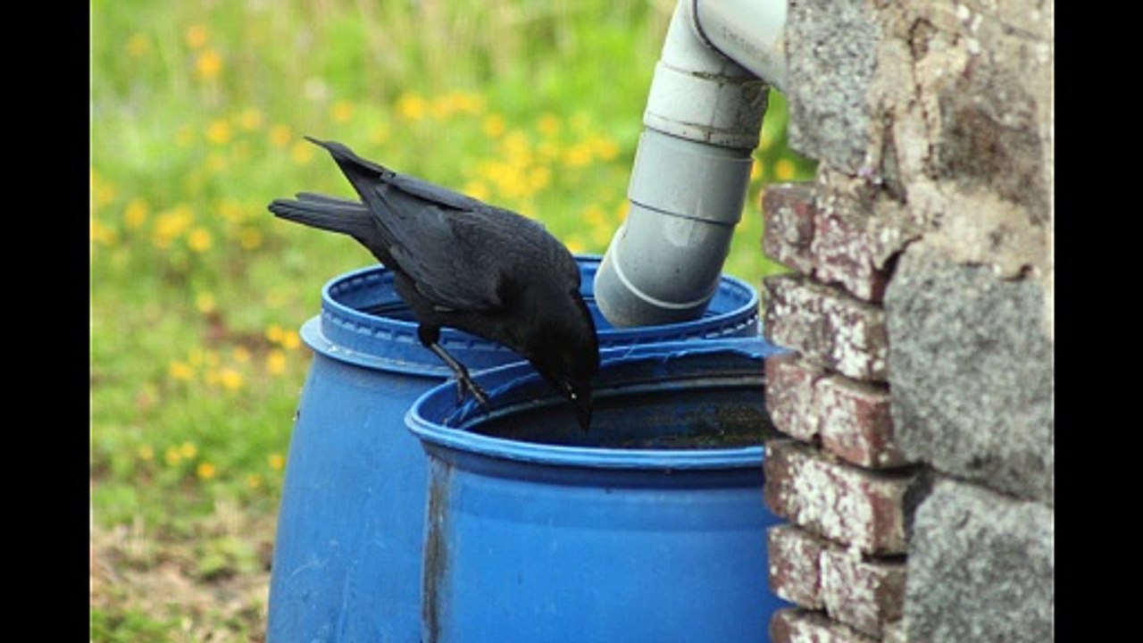 LA SOUPE AU CORBEAU
