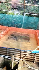 Jika induk lele memijah (kawin) kesiangan itu wajar