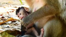 Newborn tiny baby monkeys