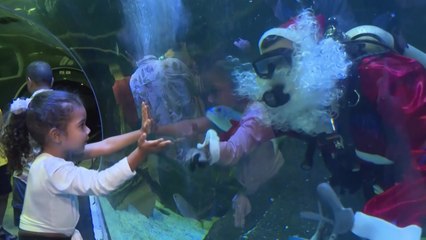 브라질 상어 수족관에 '물속 산타' 깜짝 등장 / YTN