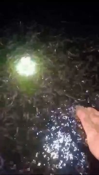 Jangankan 1 Bulan, 1 Minggu saja bibit lele sudah naik ukuran dan beda harganya, bener gak❓