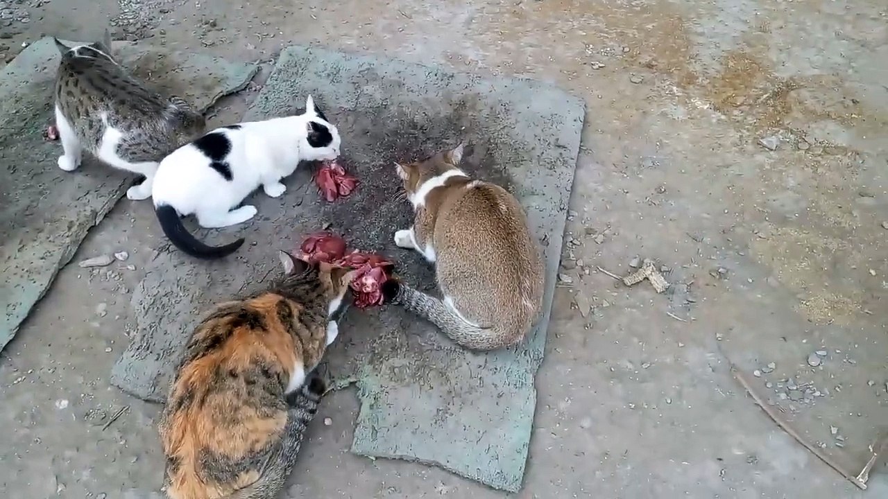 The rescue friends kittens and cats so lovely is so wonderful