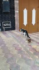 Regardez ces deux chats... bizarre