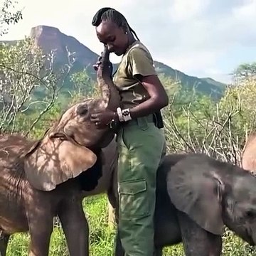 Magnifique moment de complicité entre cette soigneuse et ces bébés éléphants dans le sanctuaire pour éléphants Reteti , au Kenya !
