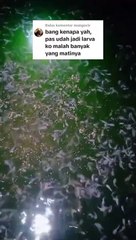 4 PENYEBAB kegagalan PEMULA saat pemijahan induk lele