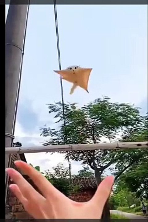 Cute Animals friends