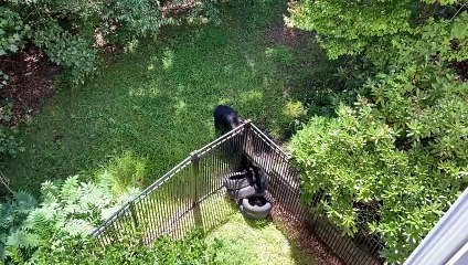 Bear Cubs Climb Fences to Nurse With Mom