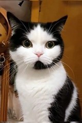 A beautiful cat with its eyes