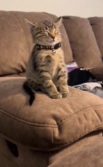 Psychological comfort allws the cat to slleep anyw here