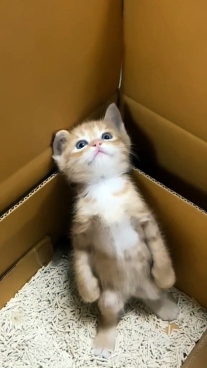 Little cat joking