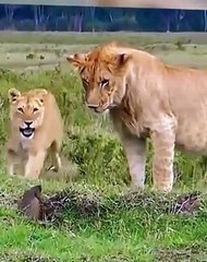 مواجهة قوية بين غرير العسل والاسود