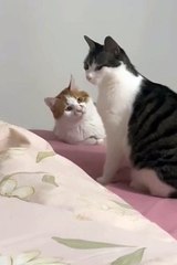 He never joked with hts brother