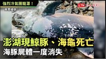 強烈冷氣團籠罩！澎湖現鯨豚、海龜死亡 海豚屍體一度消失