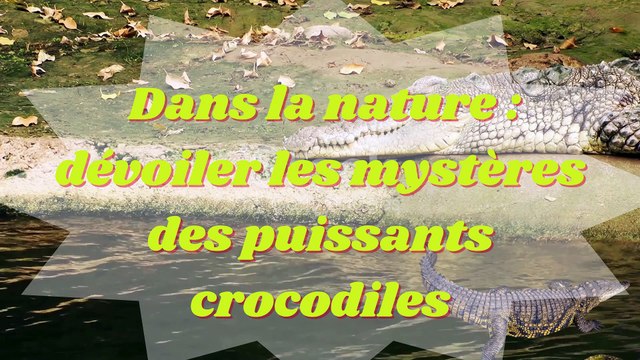 _Dans la nature dévoiler les mystères des puissants crocodiles