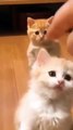 Baby pets - Cute and Funny pets Compilition