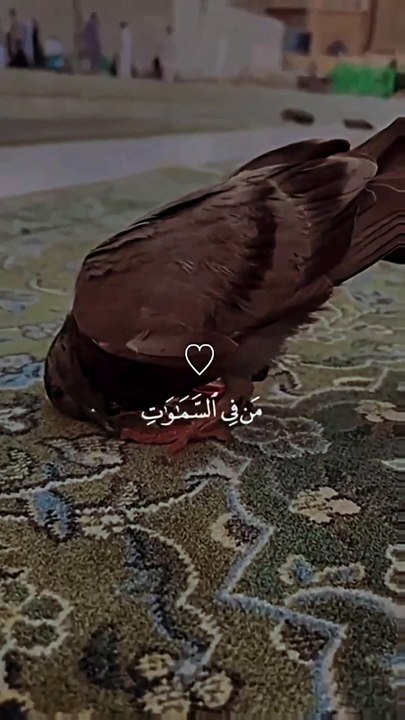 آسجدو لله