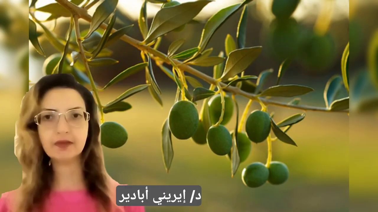 الفوائد المذهلة لزيت الزيتون و أوراق الزيتون المباركة