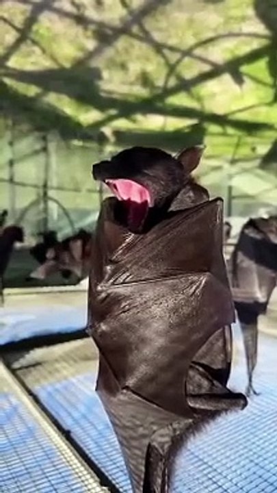 Check out Hee-Hee, the Malayan Flying Fox, snuggling up for a winter nap at  Lubee Bat Conservancy