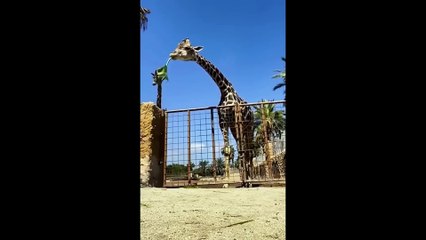 Funniest Pet Videos Will Make You Laugh - Funny Animals Video