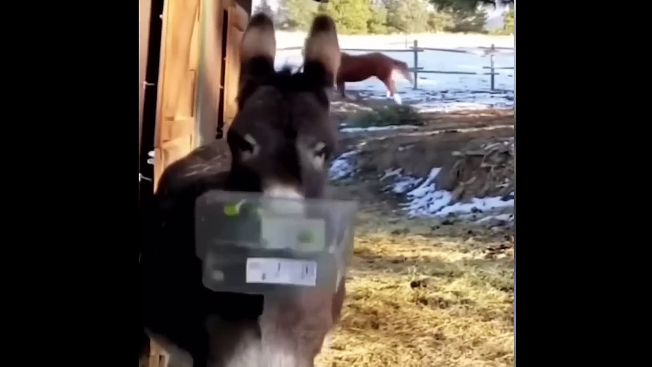 Most Amusing Animal Clips 2023  Challenge Resist Laughter with Funny Dogs and Cats