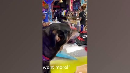 WOW SO FUNNY Funniest Dogs And Cats Reaction Videos (Funny Pets)