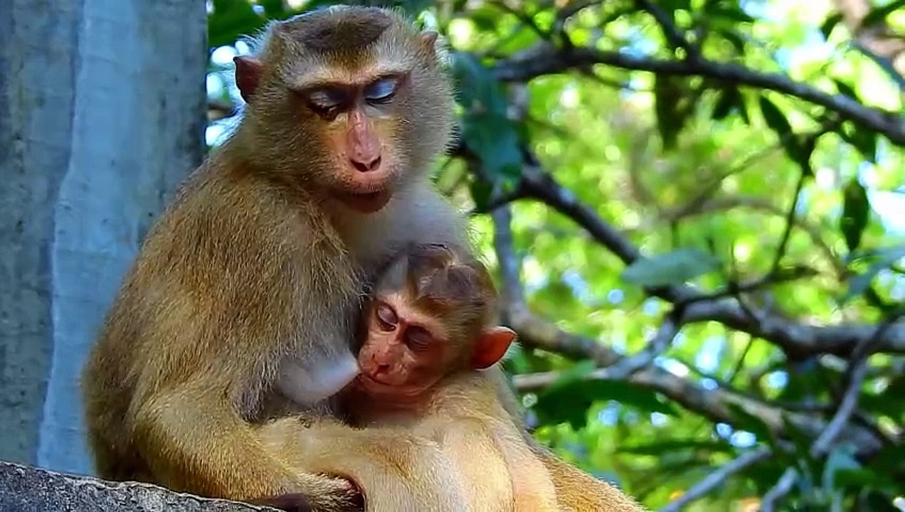 The Chuckling Chimp: A Baby Monkey's Amusing Adventures