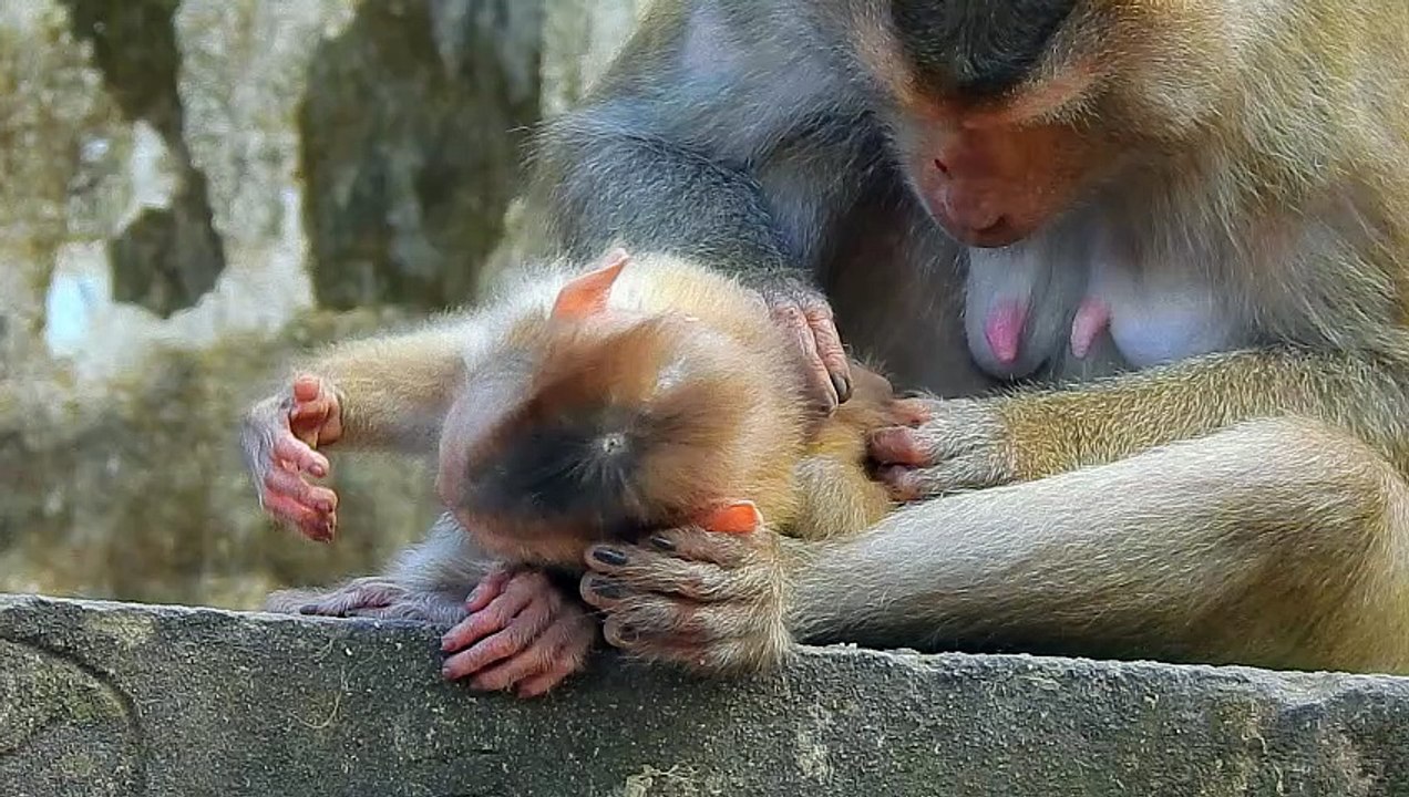Swinging High: The Humorous Life of a Baby Monkey