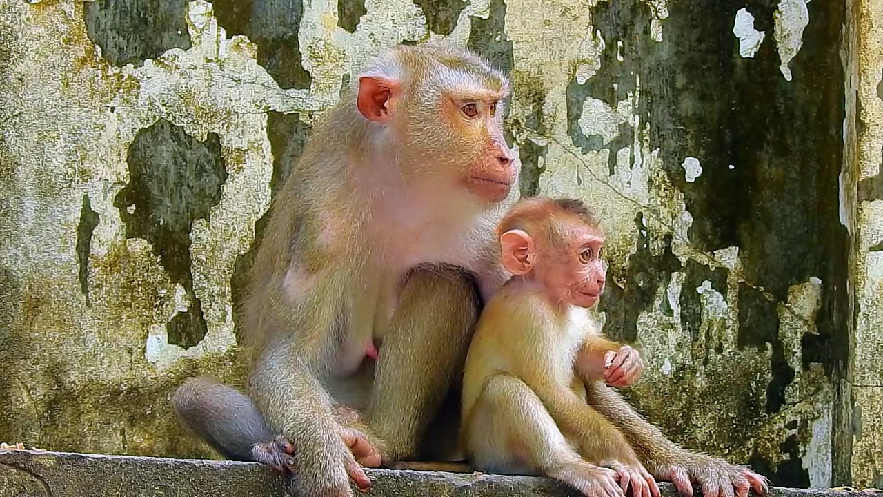 Jungle Jester: A Baby Monkey's Comical Journey