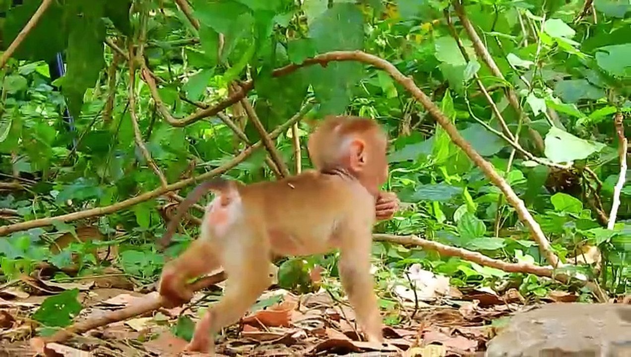 Tiny Tails: The Mischievous Baby Monkey