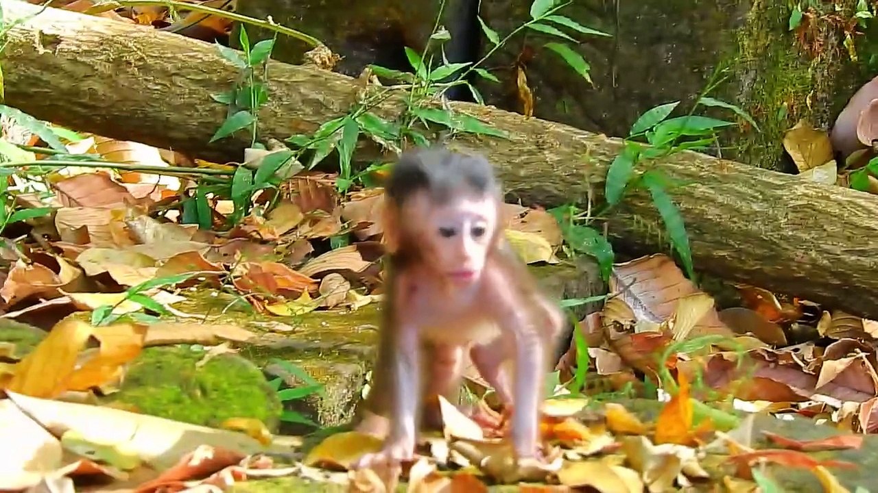 Banana Shenanigans: A Baby Monkey's Tale