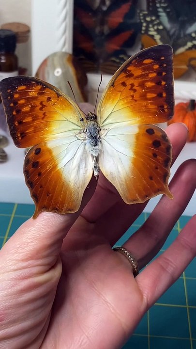 Preserving a dead Forest Pearl Charaxes @butterfly @entomology @insects @res_Full-HD
