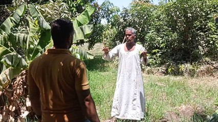 تقليم شجرة المانجو وتربية الفروع معلومات مهمة