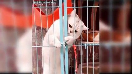 Baby_Cats_-_Cute_and_Funny_Cat_Videos_Compilation_#60___Aww_Animals(360p)