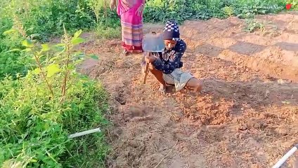 आज बागान मे आलू  की खेती