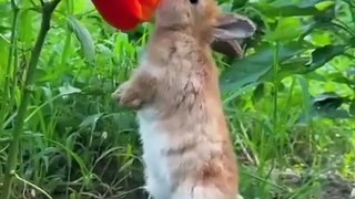 cute little rabbit . A beautiful moment #2819 - #shorts
