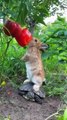 cute little rabbit . A beautiful moment #2819 - #shorts