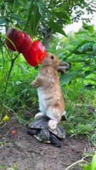 cute little rabbit . A beautiful moment #2819 - #shorts
