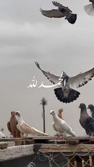 اللهم امين يارب العالمين ♥️