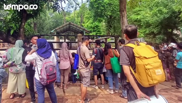 Pengunjung Ragunan saat Libur Natal Naik Dibanding Tahun Kemarin
