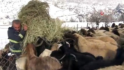 Şırnaklı besici kızak yardımıyla saman balyalarını taşıyıp hayvanlarını besliyor