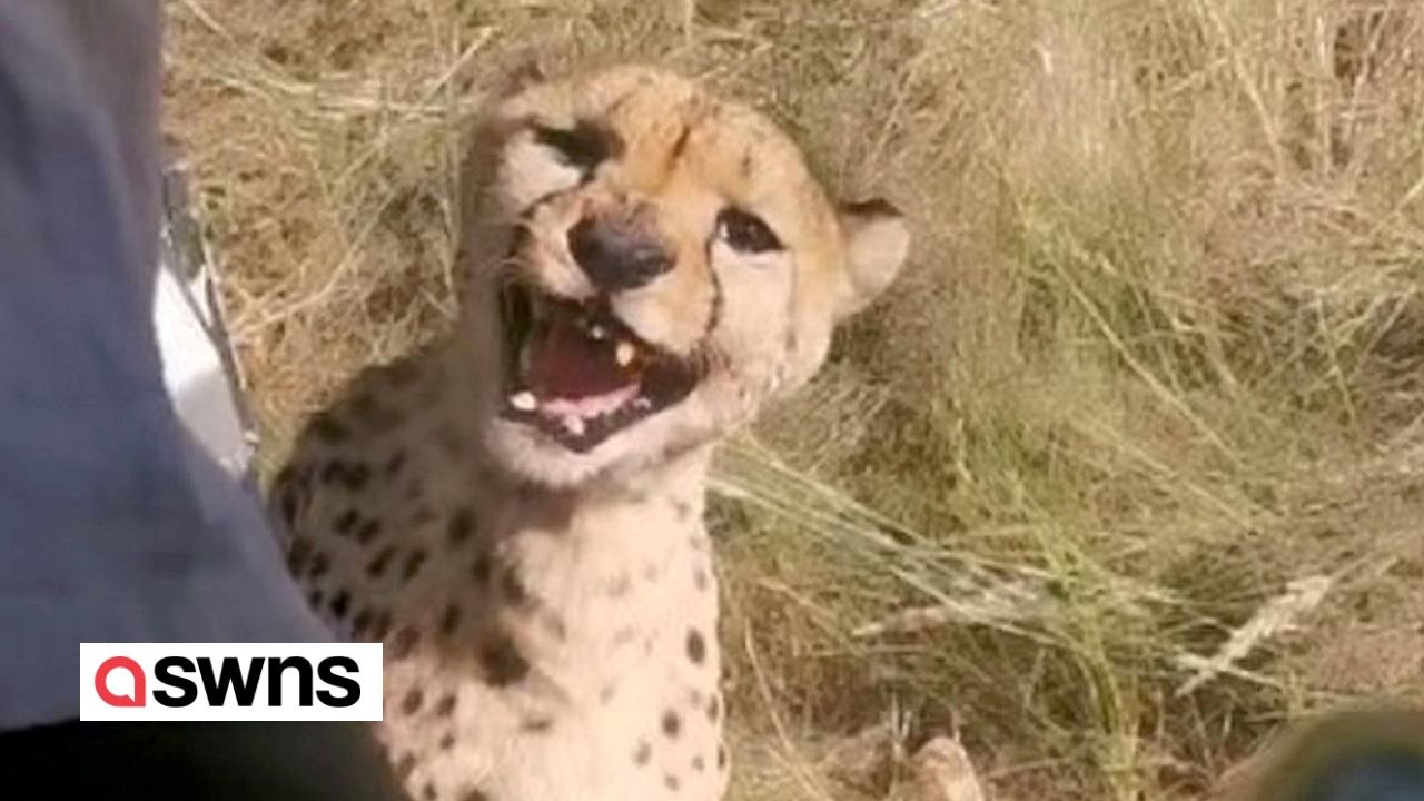 Touristen gehen auf Tuchfühlung mit einem hungrigen Geparden